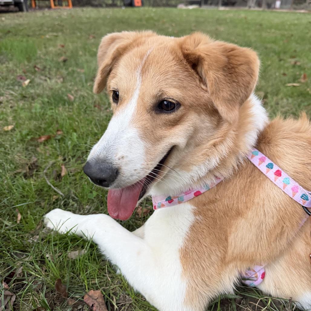 Enlarge Aj, a Adoptable Smooth Collie in Pasadena , MD image 2/3