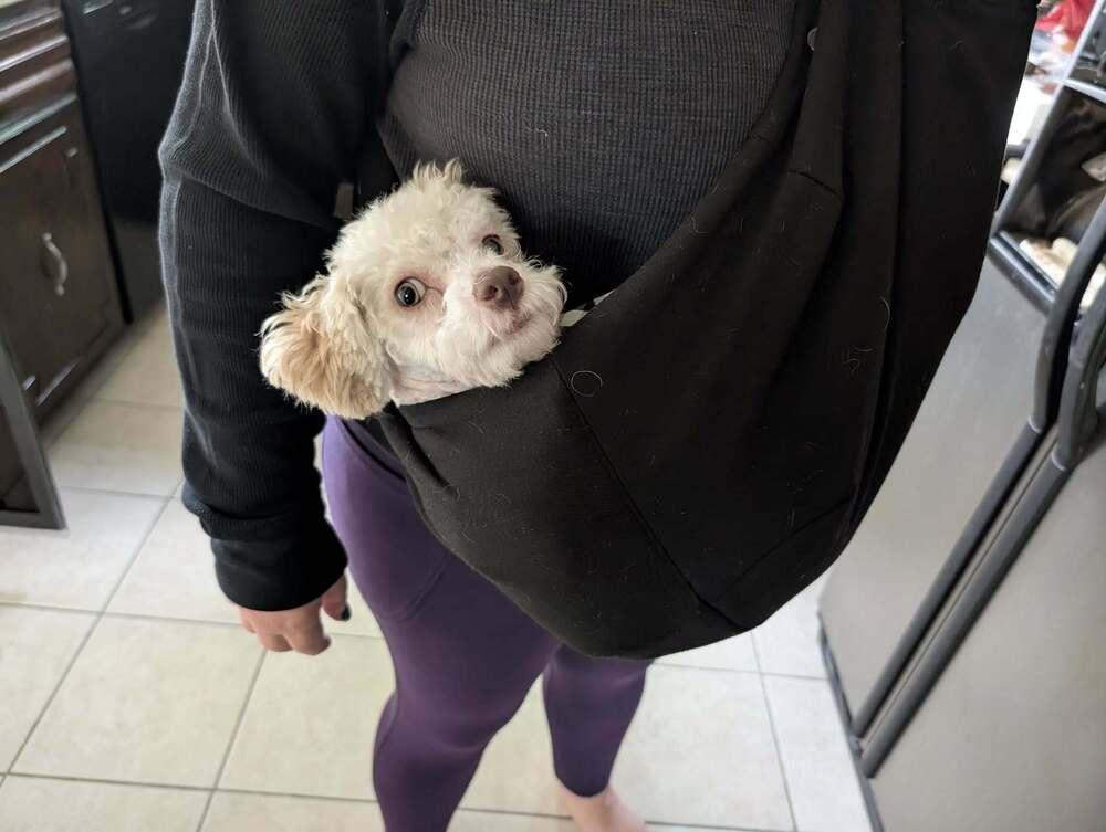 Turnip**FOSTER OR FOSTER TO ADOPT NEEDED**, Adoptable, Adult Male Poodle.