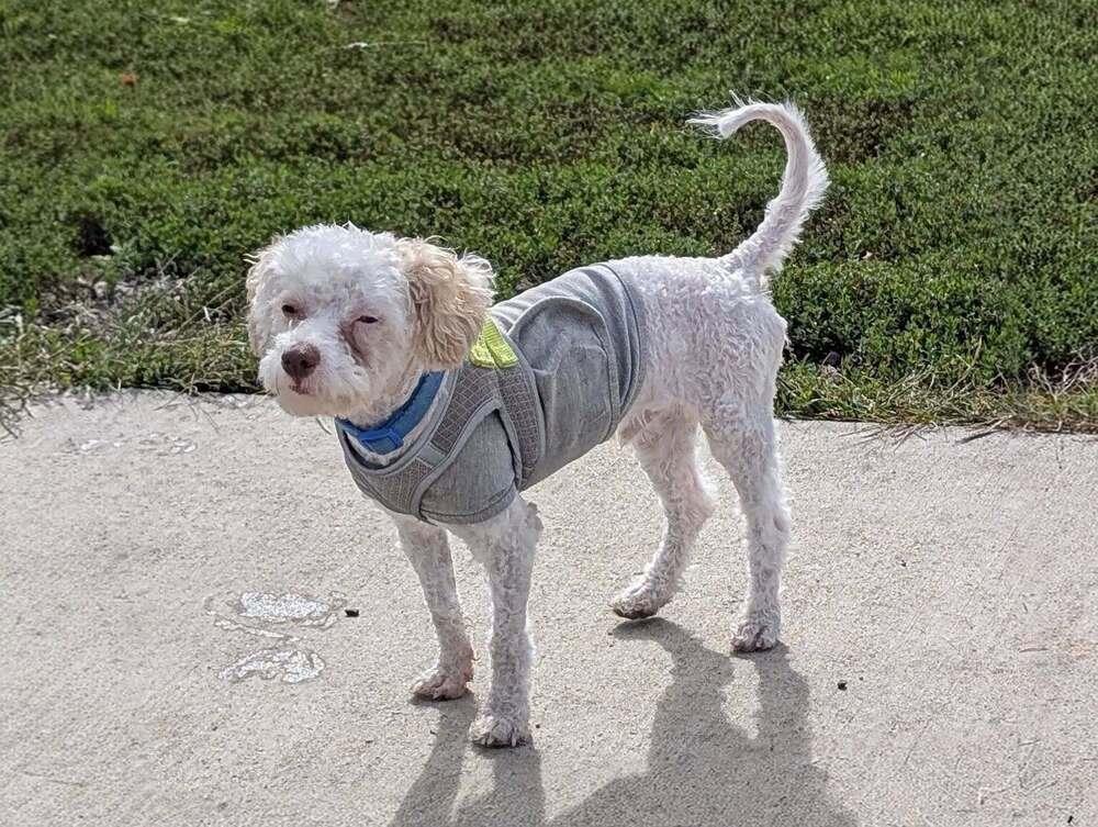 Turnip - FOSTER OR FOSTER TO ADOPT NEEDED, a Adoptable mixed breed in Plymouth, MN image 2/4