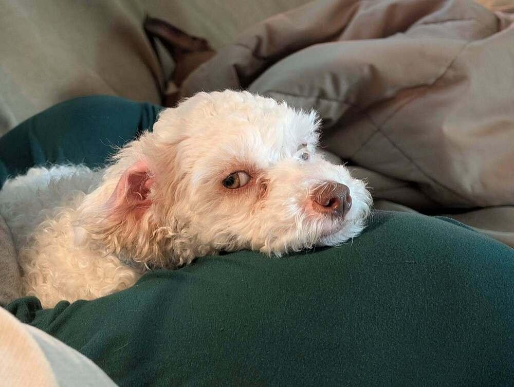 Turnip - FOSTER OR FOSTER TO ADOPT NEEDED, a Adoptable mixed breed in Plymouth, MN image 3/4