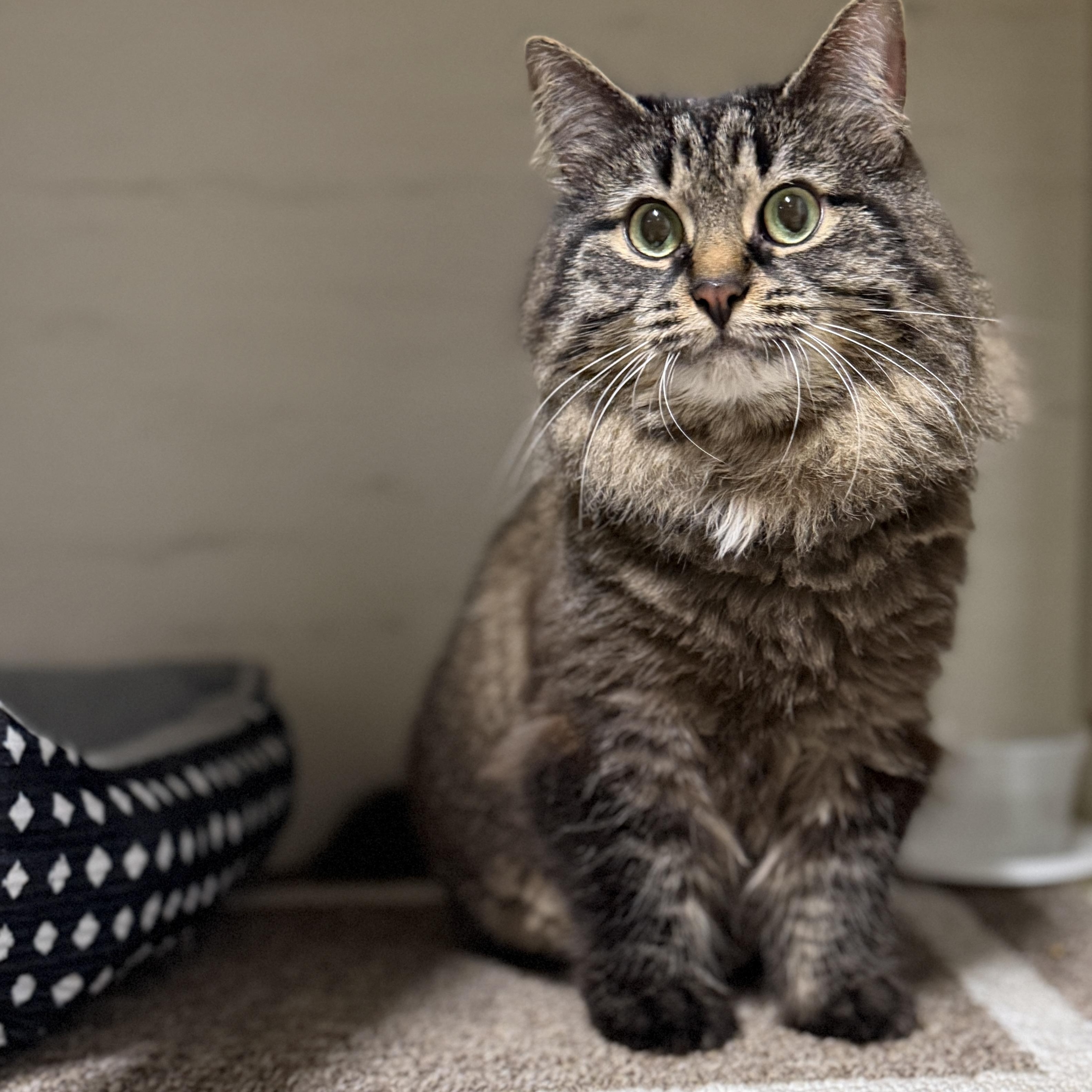 Ashley, adopted, Adult Female Domestic Long Hair.