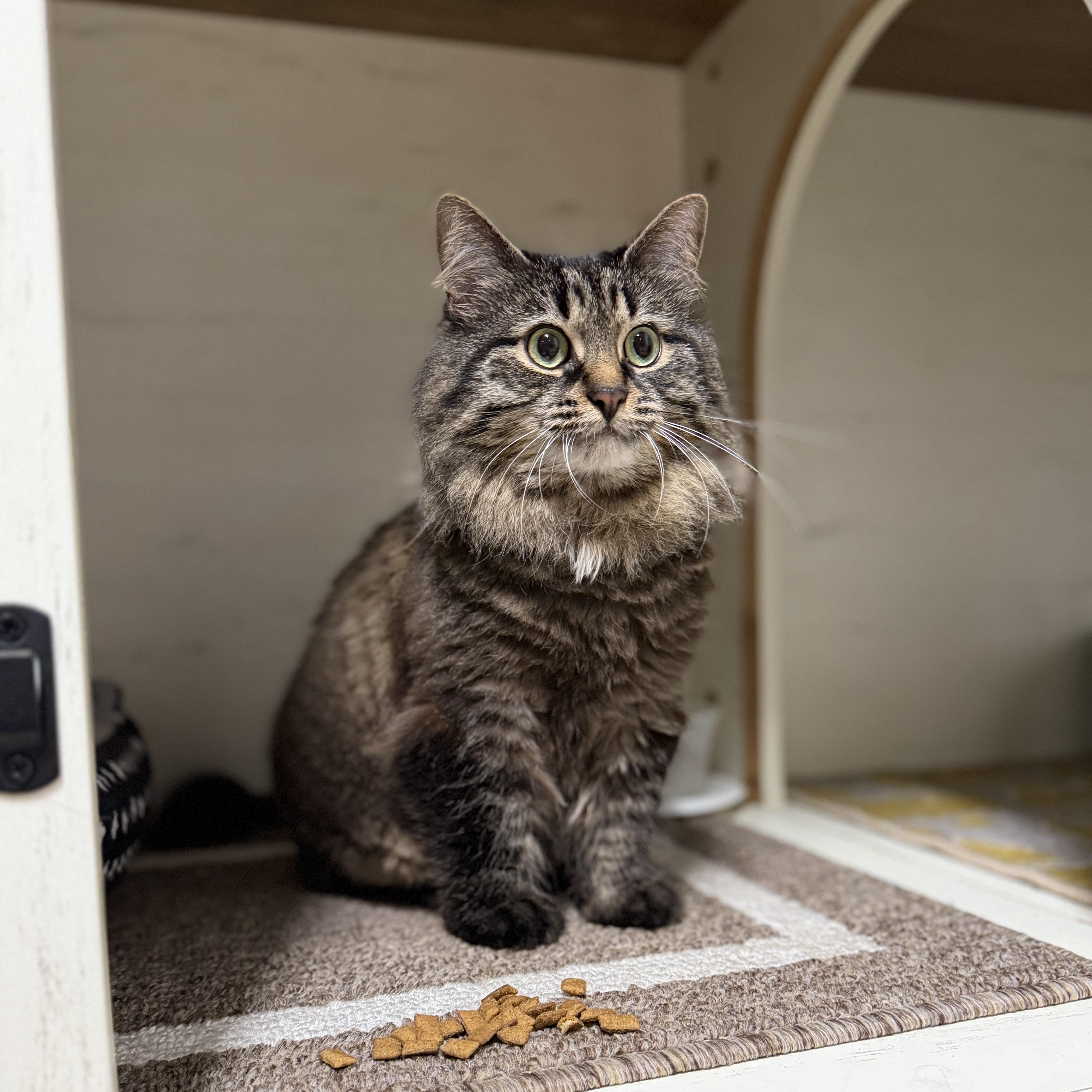 Ashley, an adopted Domestic Long Hair in Ottawa, ON image 2/2