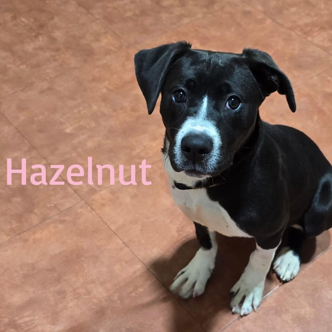 Hazelnut, Adoptable, Puppy Female Mixed Breed.