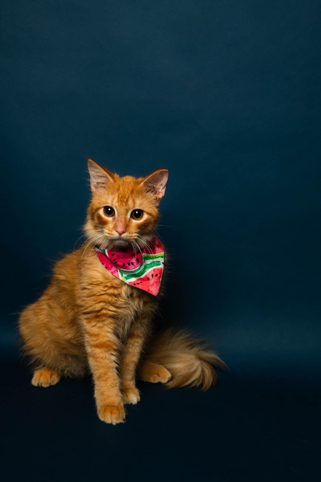 Vahni , Adoptable, Young Male Domestic Long Hair.