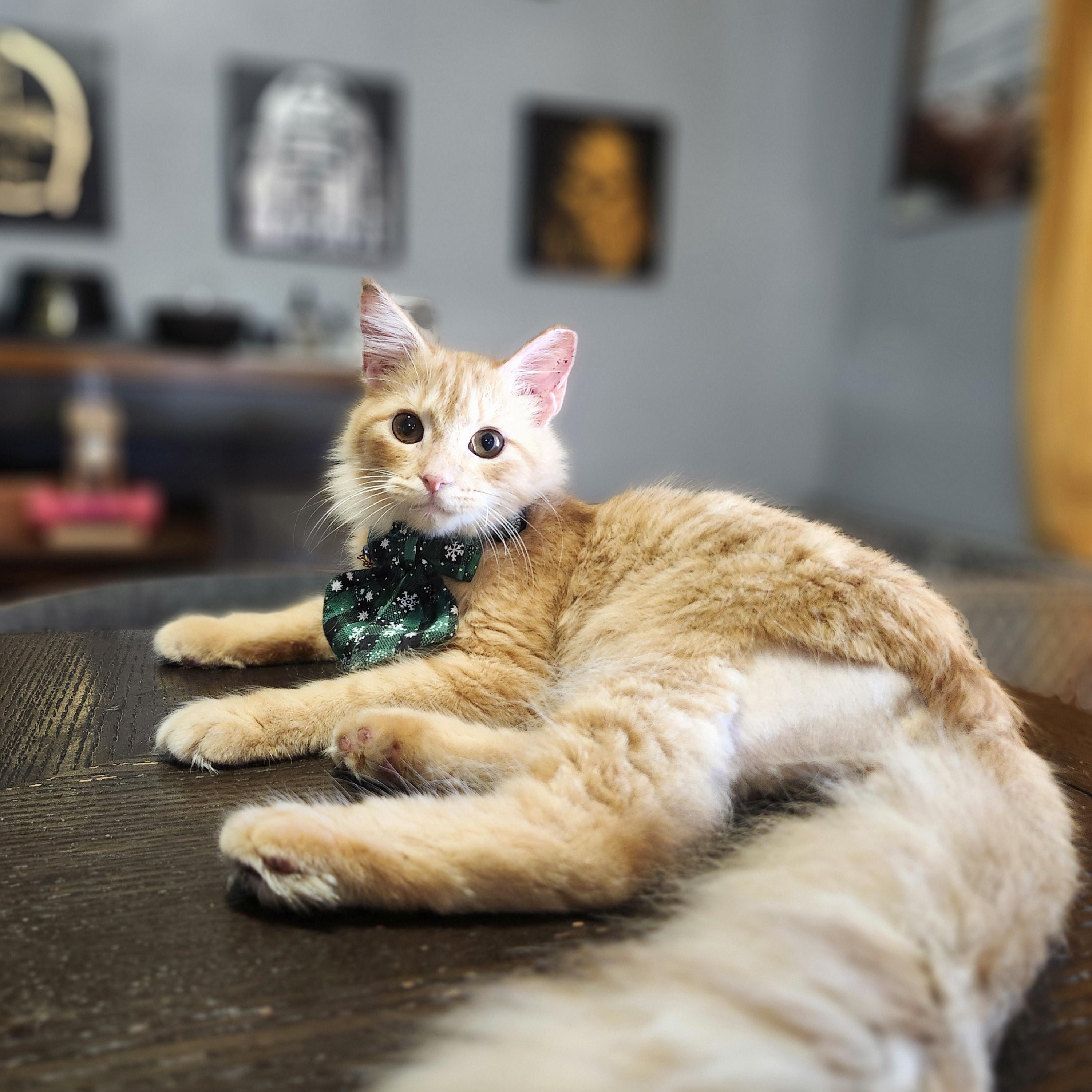 Enlarge Vahni , a Adoptable mixed breed in Kissimmee, FL image 4/5