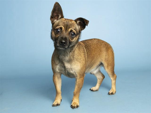 PEANUT BRITTLE, Adoptable, Young Male Chihuahua & Mixed Breed.
