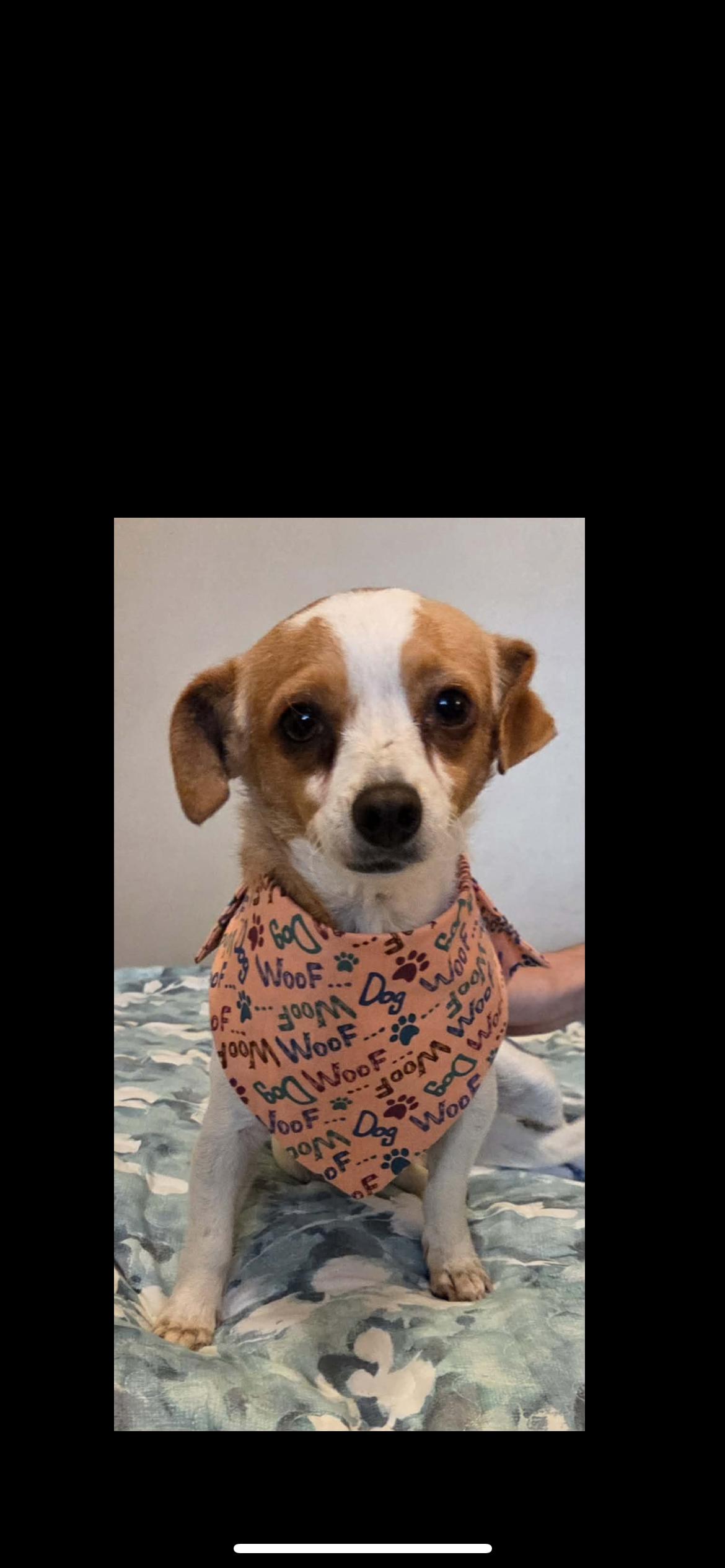 Enlarge Velma, a Adoptable mixed breed in Hamden, CT image 4/6