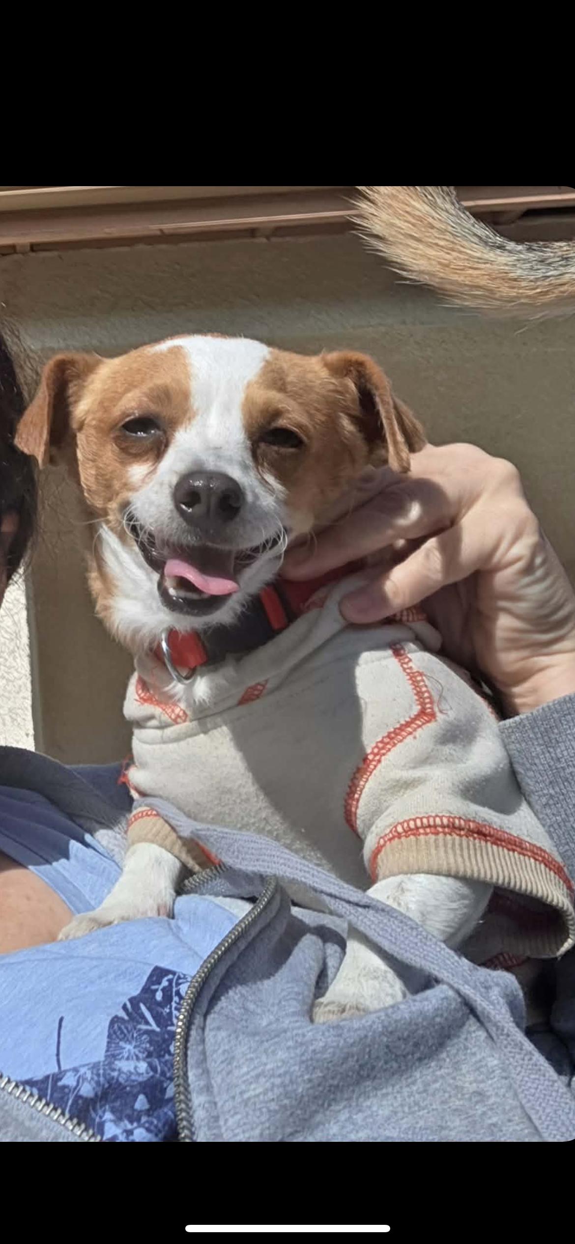 Enlarge Velma, a Adoptable mixed breed in Hamden, CT image 2/6