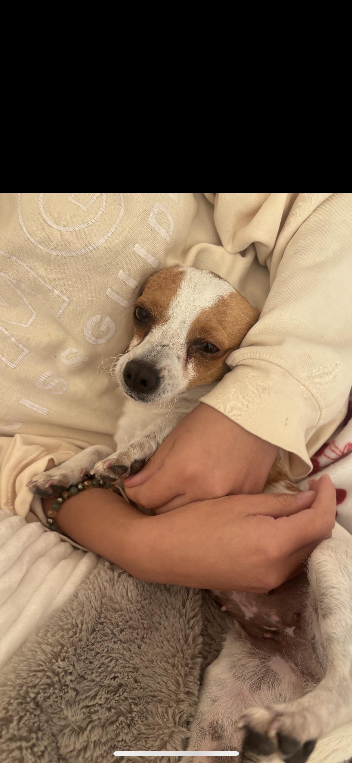 Velma, Adoptable, Adult Female Chihuahua & Miniature Dachshund.