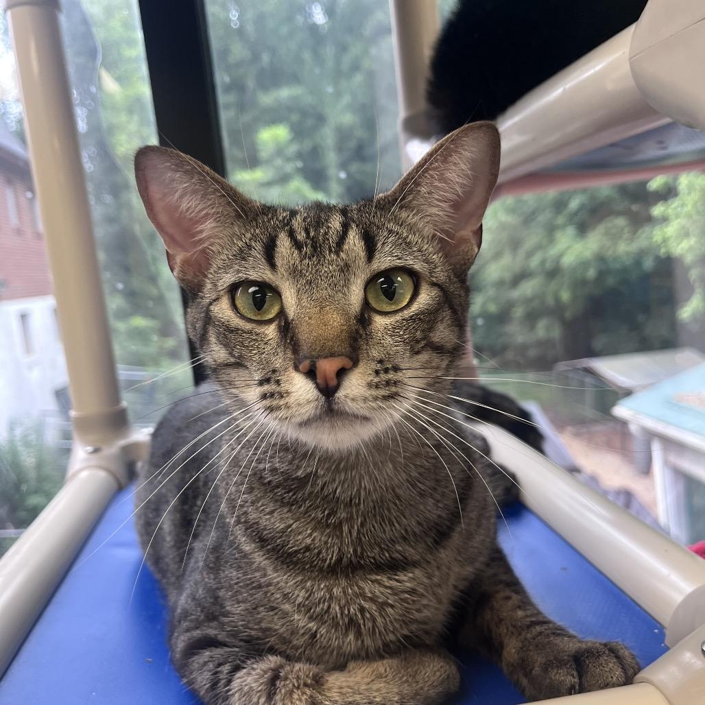 Trouty Mouth, Adoptable, Young Male Domestic Short Hair.