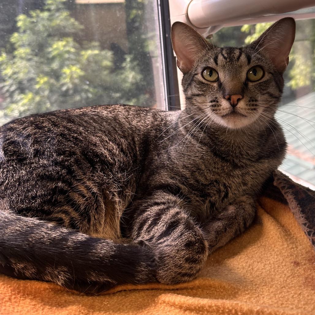 Enlarge Trouty Mouth, a Adoptable Domestic Short Hair in Rocky Mount, VA image 1/3