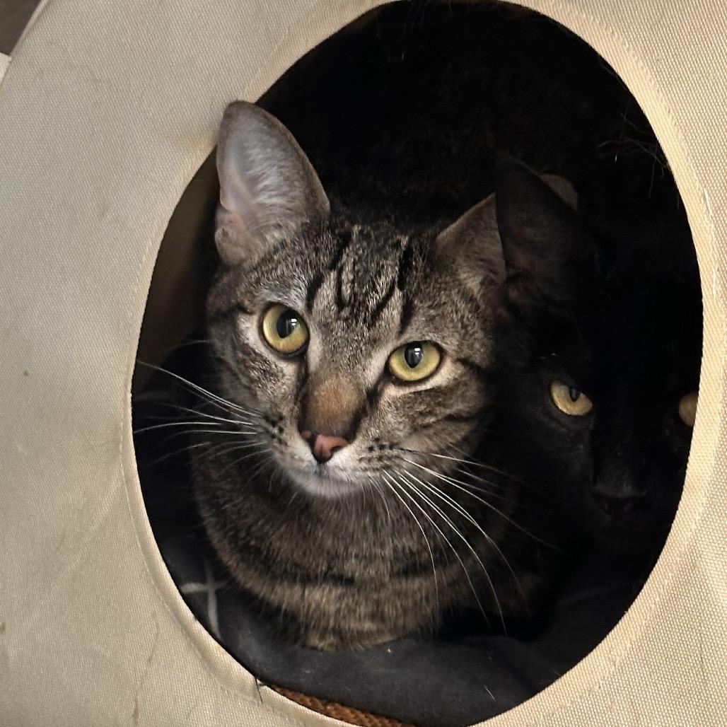 Enlarge Trouty Mouth, a Adoptable Domestic Short Hair in Rocky Mount, VA image 1/2