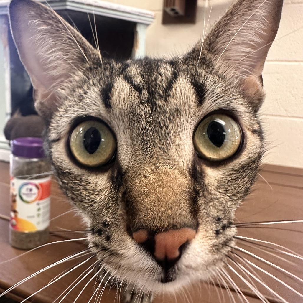 Enlarge Trouty Mouth, a Adoptable Domestic Short Hair in Rocky Mount, VA image 4/6