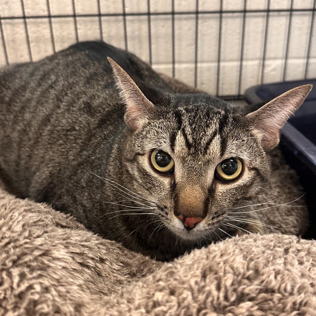 Enlarge Trouty Mouth, a Adoptable Domestic Short Hair in Rocky Mount, VA image 2/2