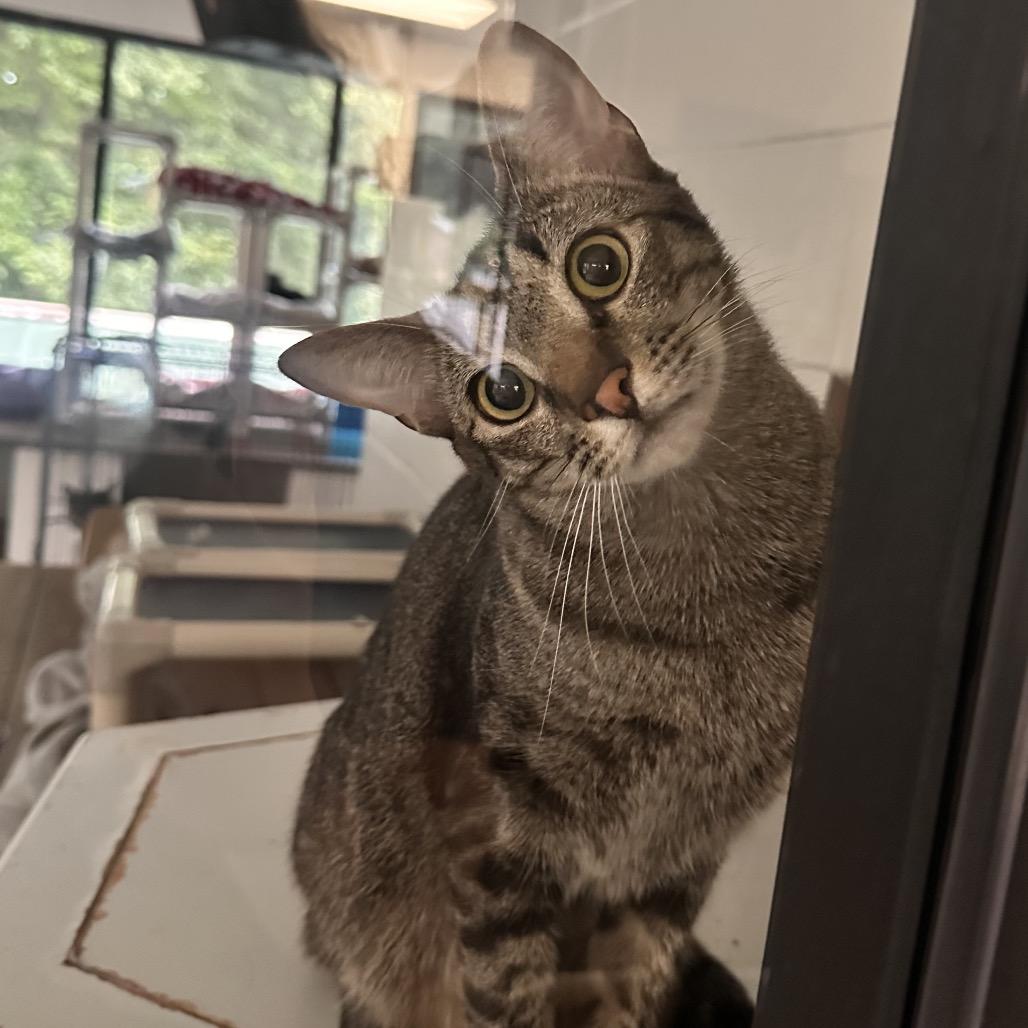 Trouty Mouth, a Adoptable Domestic Short Hair in Rocky Mount, VA image 4/4