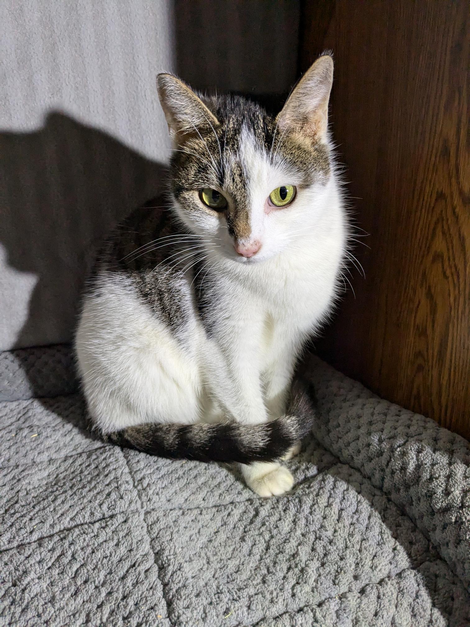 Enlarge Squeaks, a Adoptable Domestic Short Hair in St Paul, MN image 1/1
