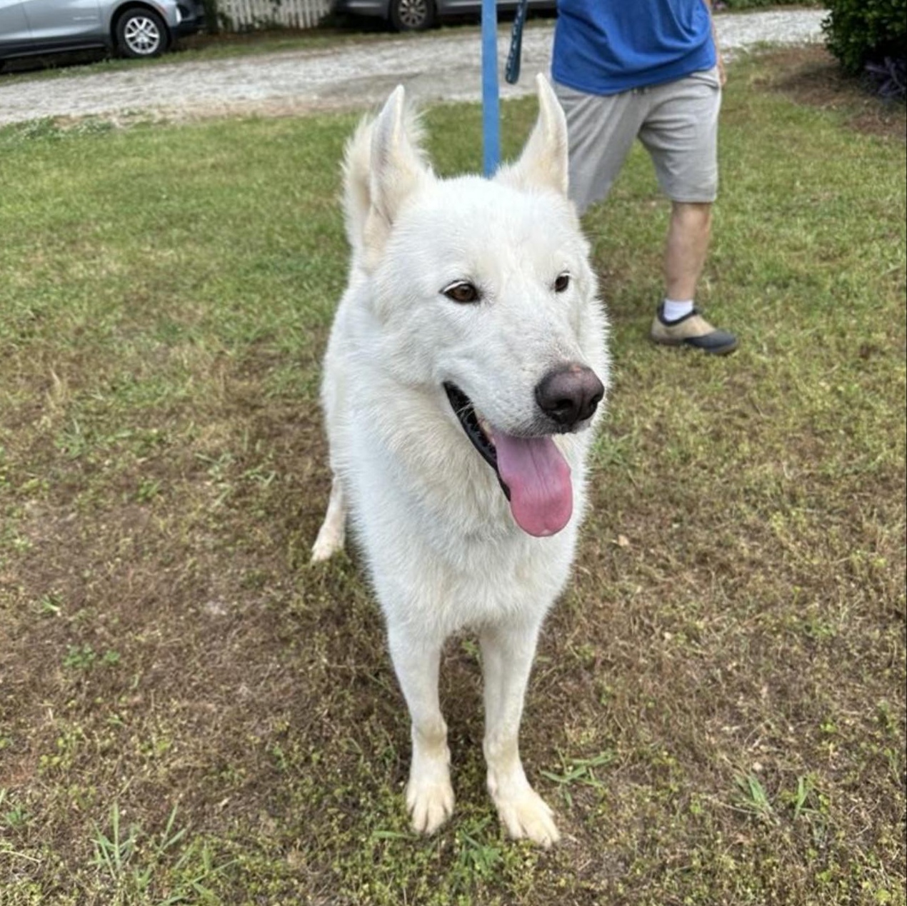 Ghost, Adoptable, Adult Male Husky & German Shepherd Dog.