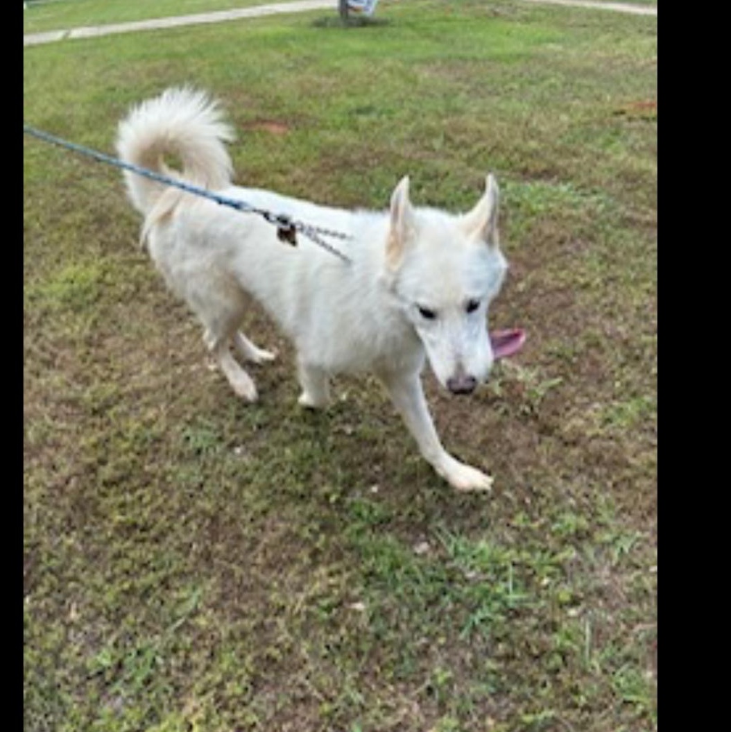 Enlarge Ghost, a Adoptable mixed breed in CUMMING, GA image 4/4