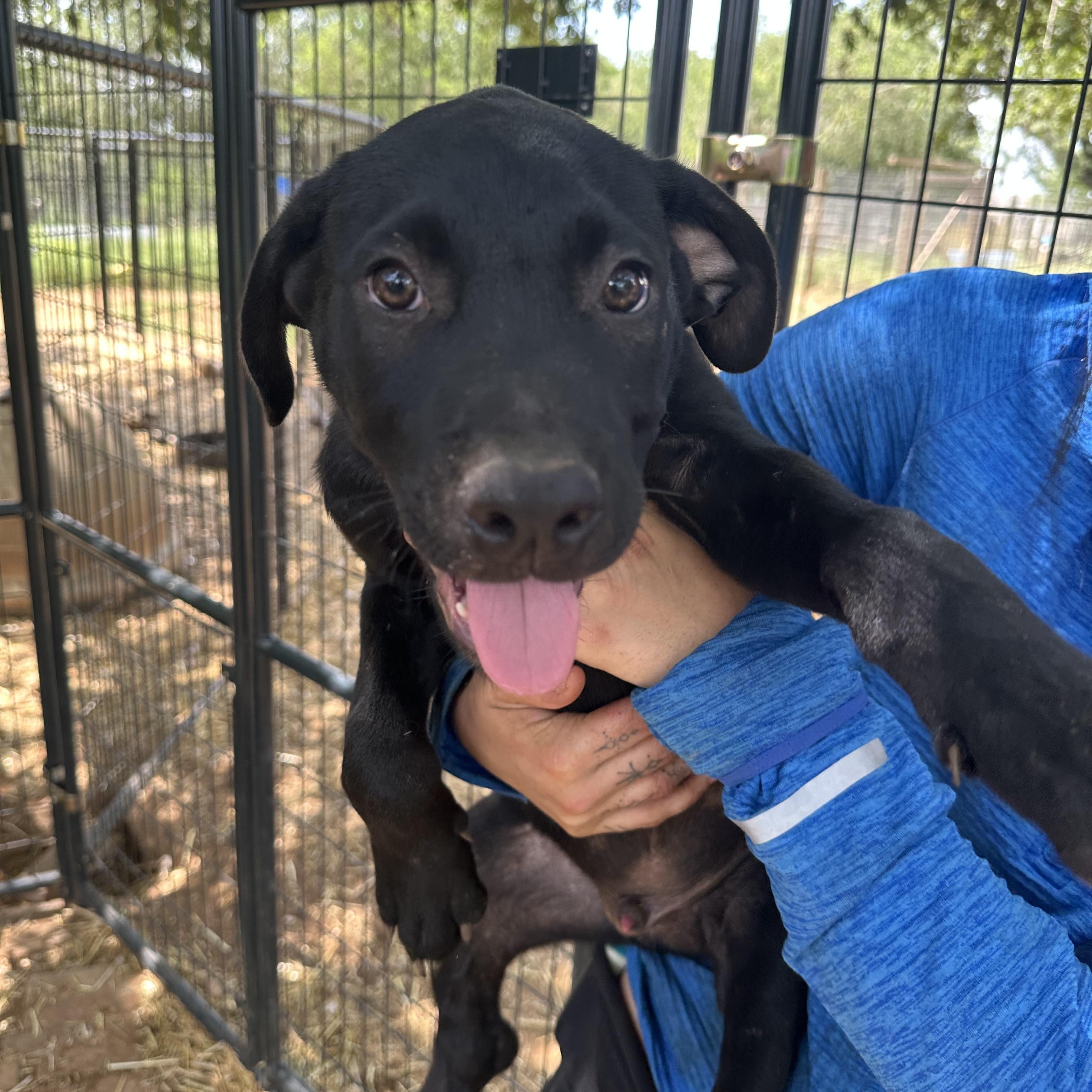 Rottweiler Mix Puppies