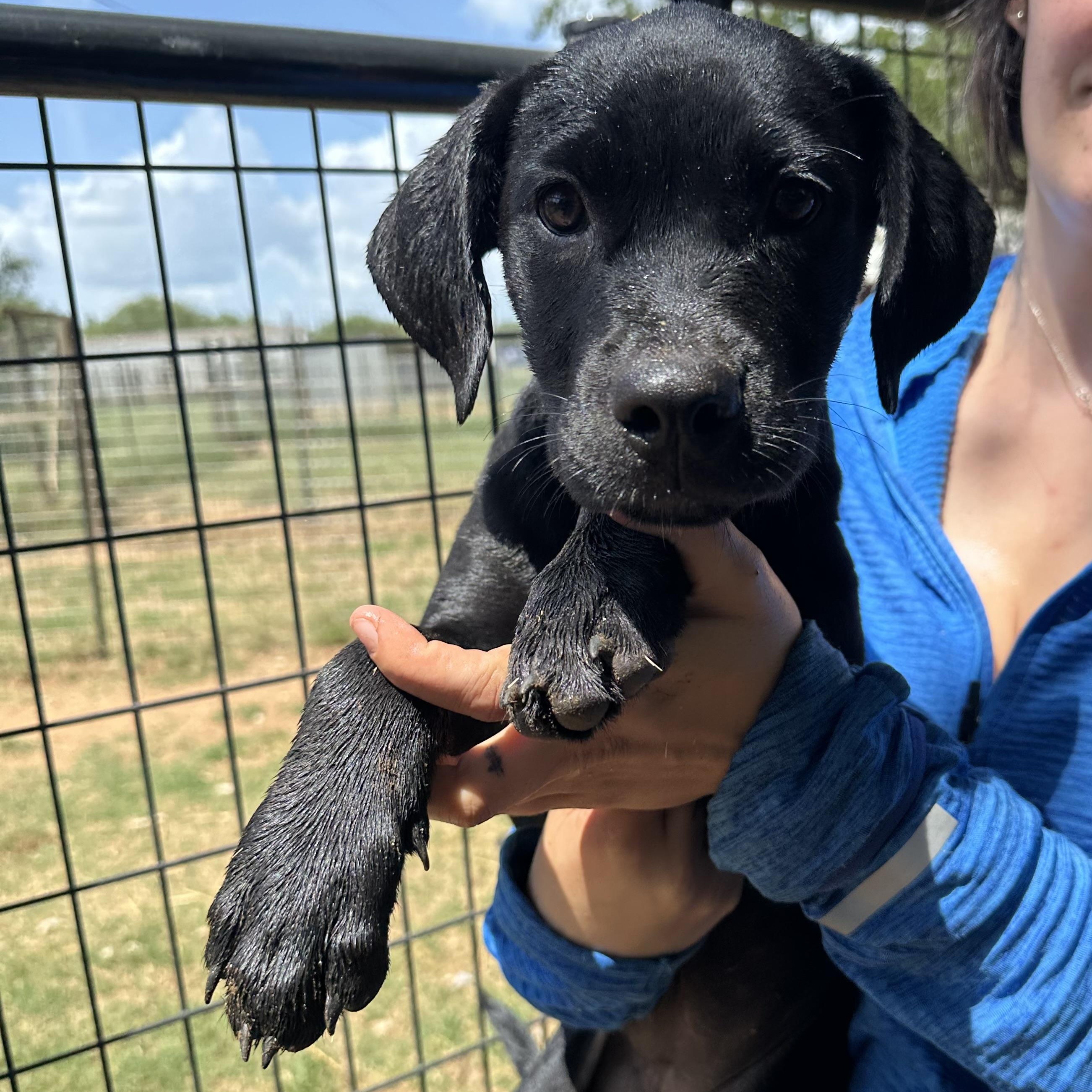 Rottweiler Mix Puppies