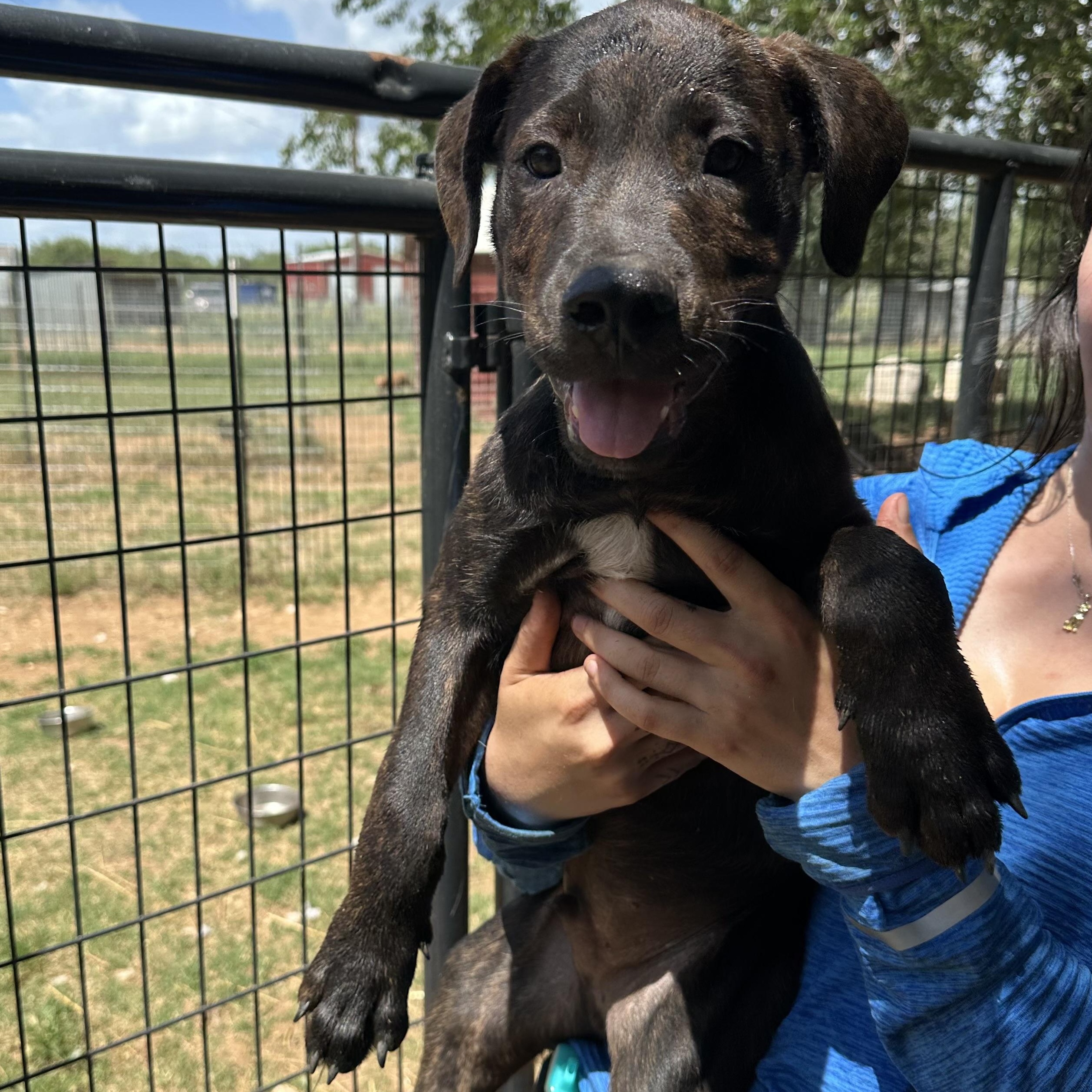 Rottweiler Mix Puppies