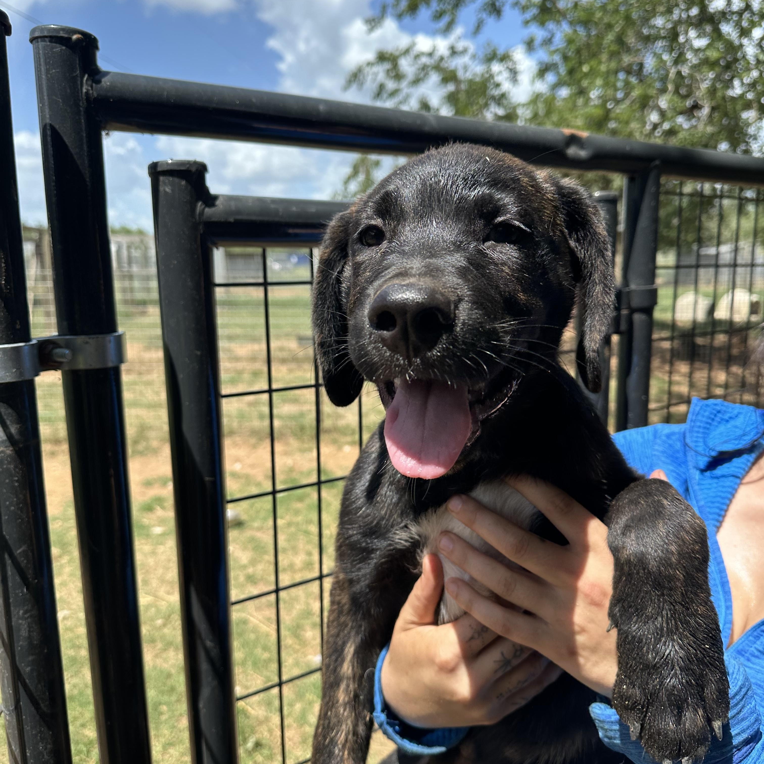 Rottweiler Mix Puppies