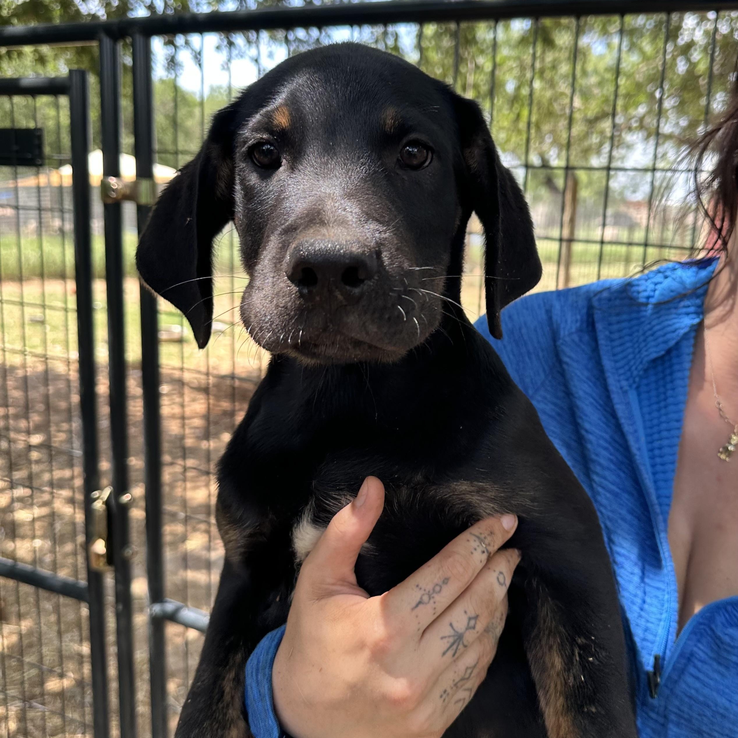 Rottweiler Mix Puppies