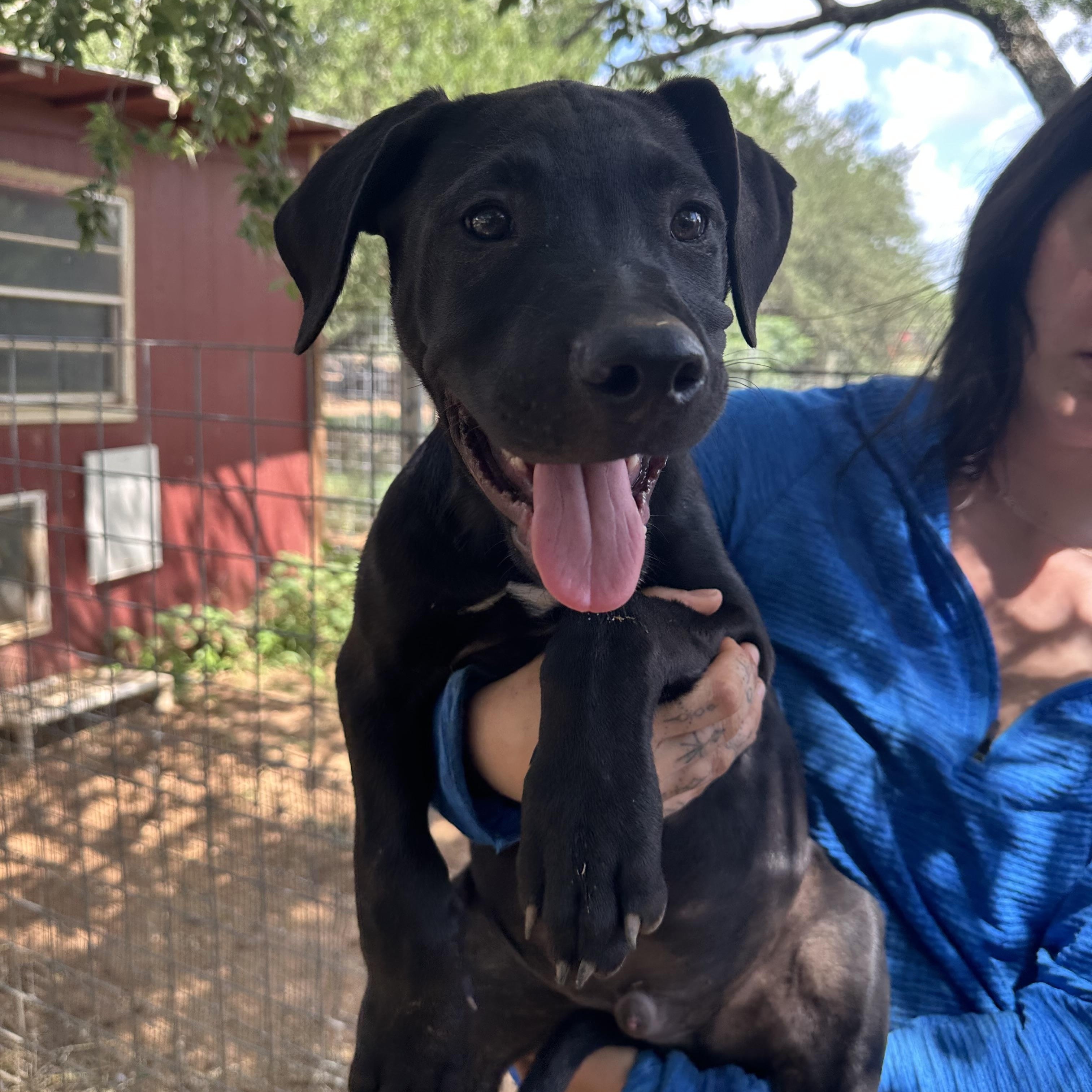 Rottweiler Mix Puppies