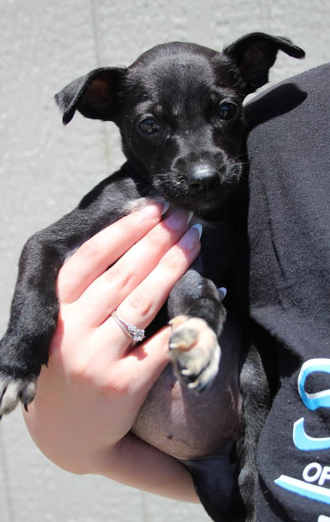 Julia, Adoptable, Puppy Female Chihuahua & Mixed Breed.