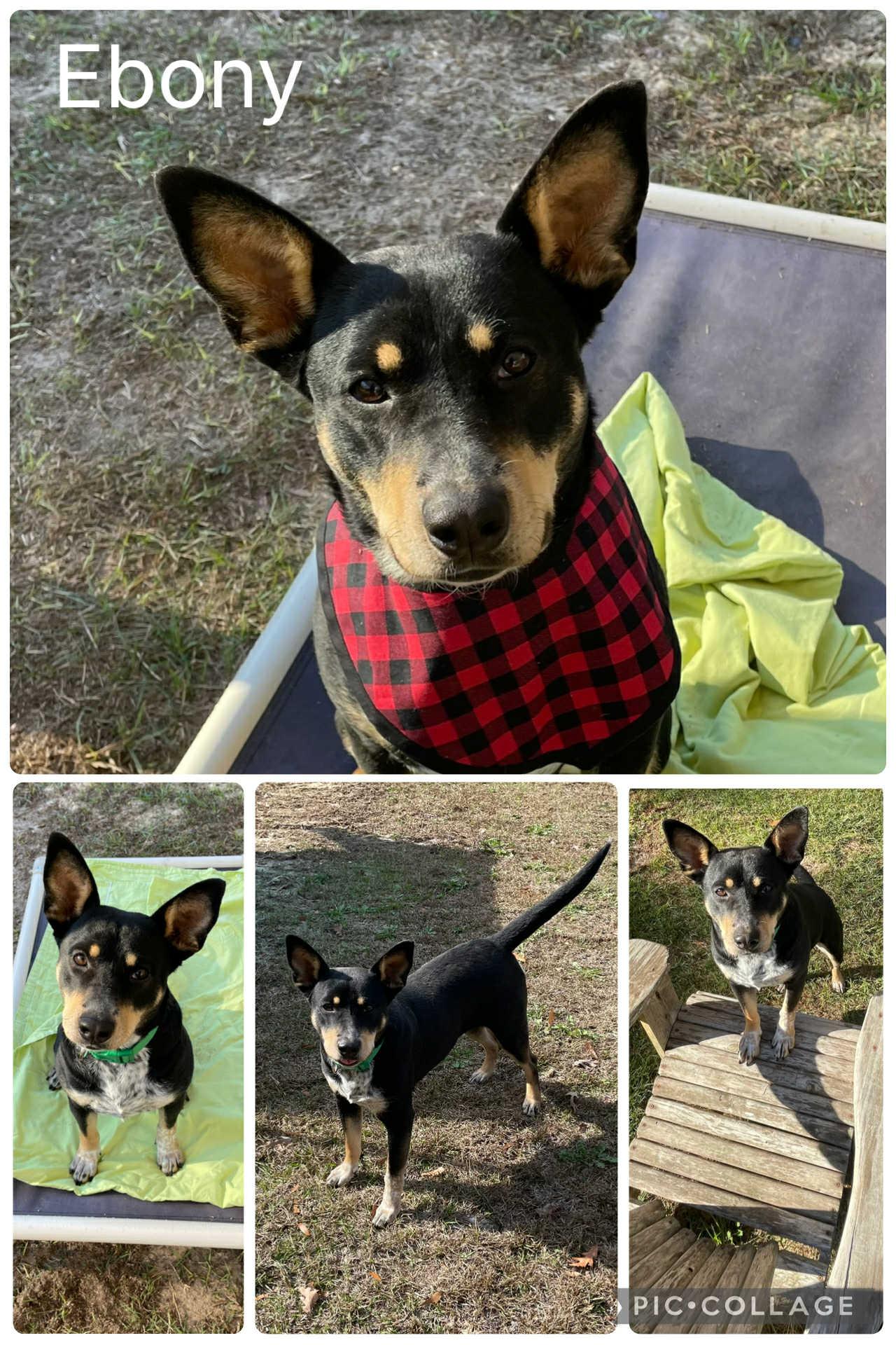 Ebony, Adoptable, Young Female Australian Cattle Dog / Blue Heeler.