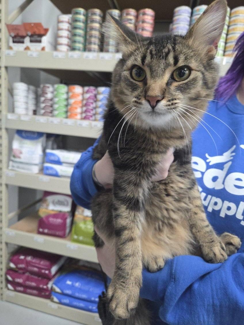 Oliver 2025, adoptable, Kitten Male Domestic Short Hair.