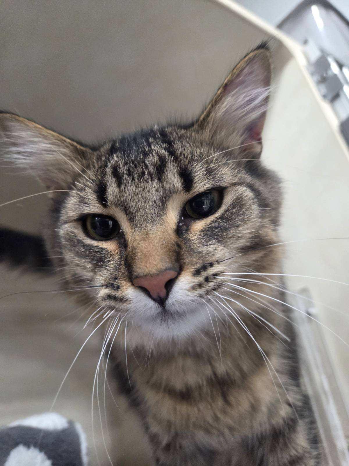 Oliver 2025, an adoptable Domestic Short Hair in East Lansing, MI image 3/3