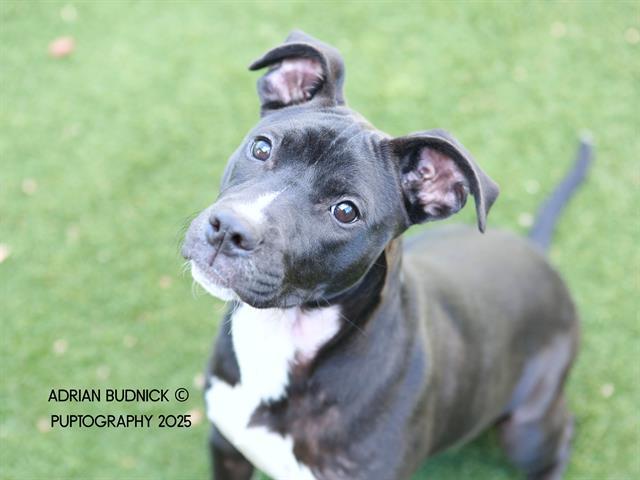 BLAIR, Adoptable, Young Female Mixed Breed.