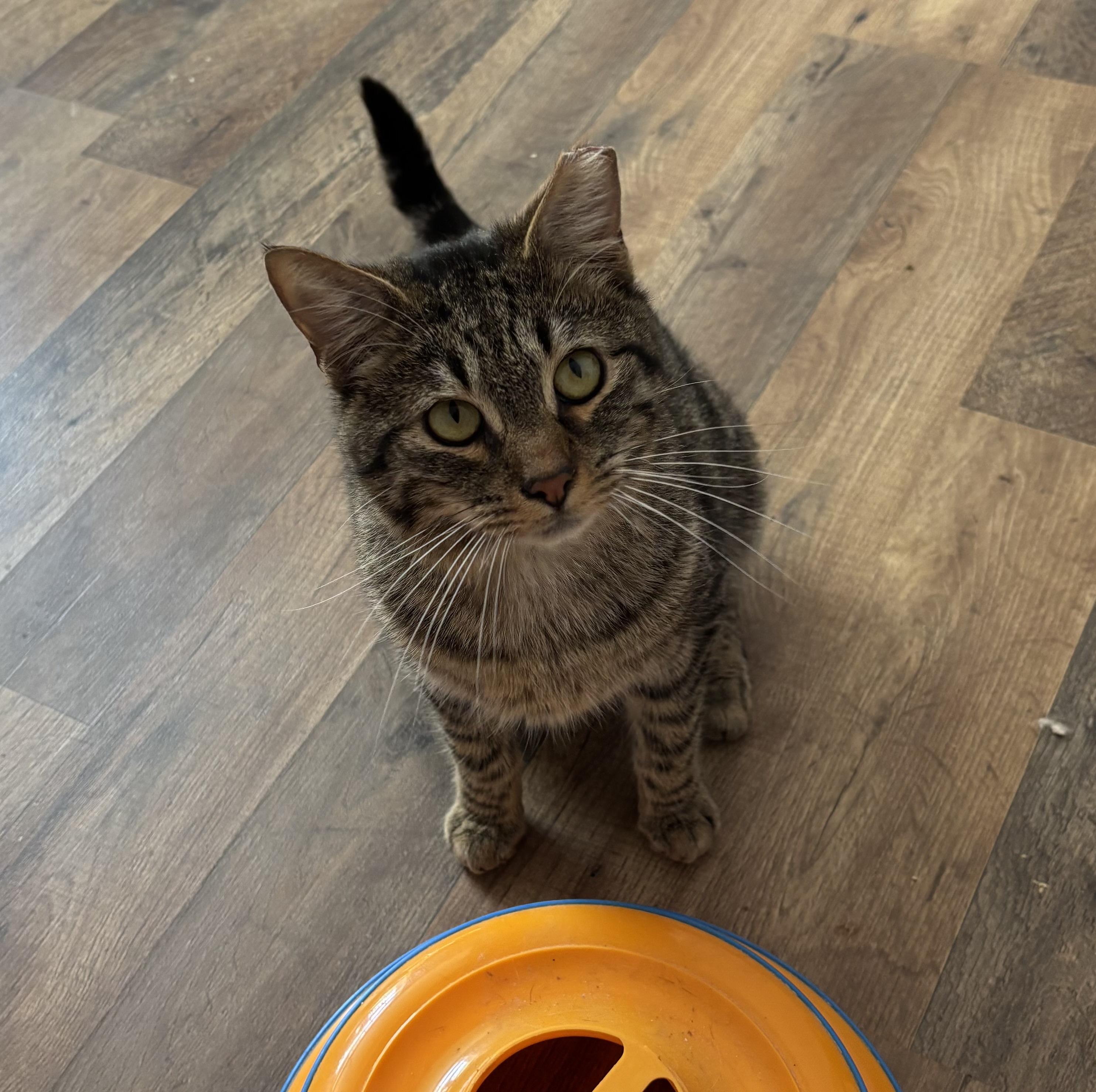 Jackson, an adopted Domestic Short Hair in Anderson , SC image 2/4