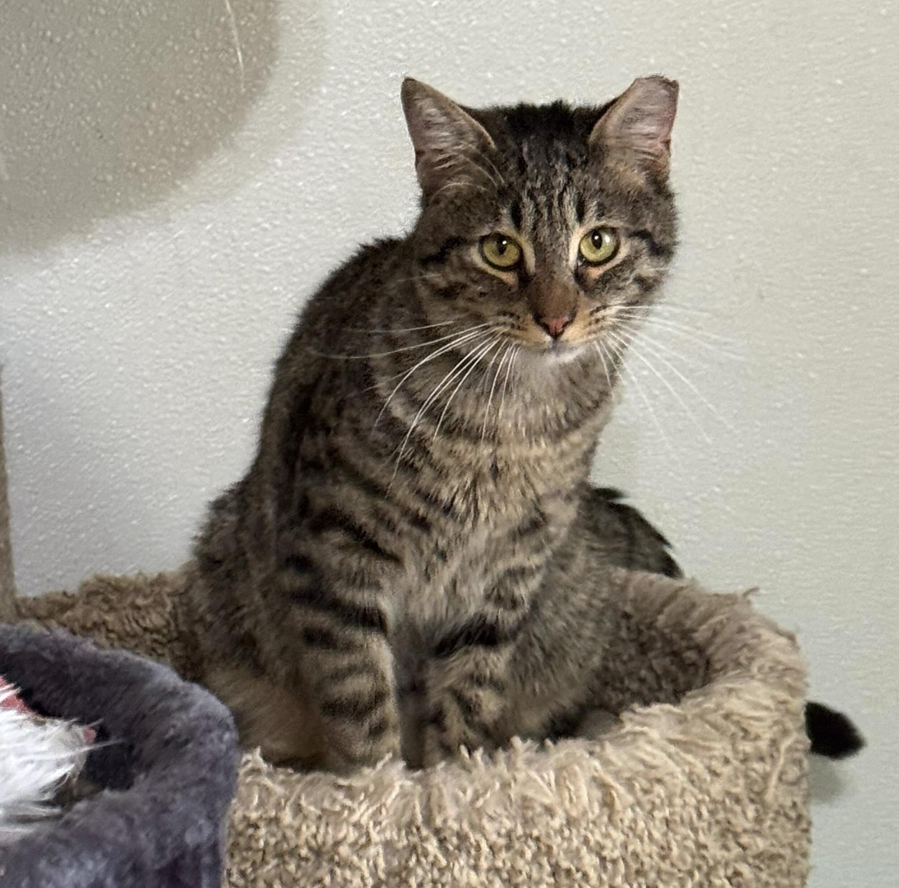Jackson, an adopted Domestic Short Hair in Anderson , SC image 4/4