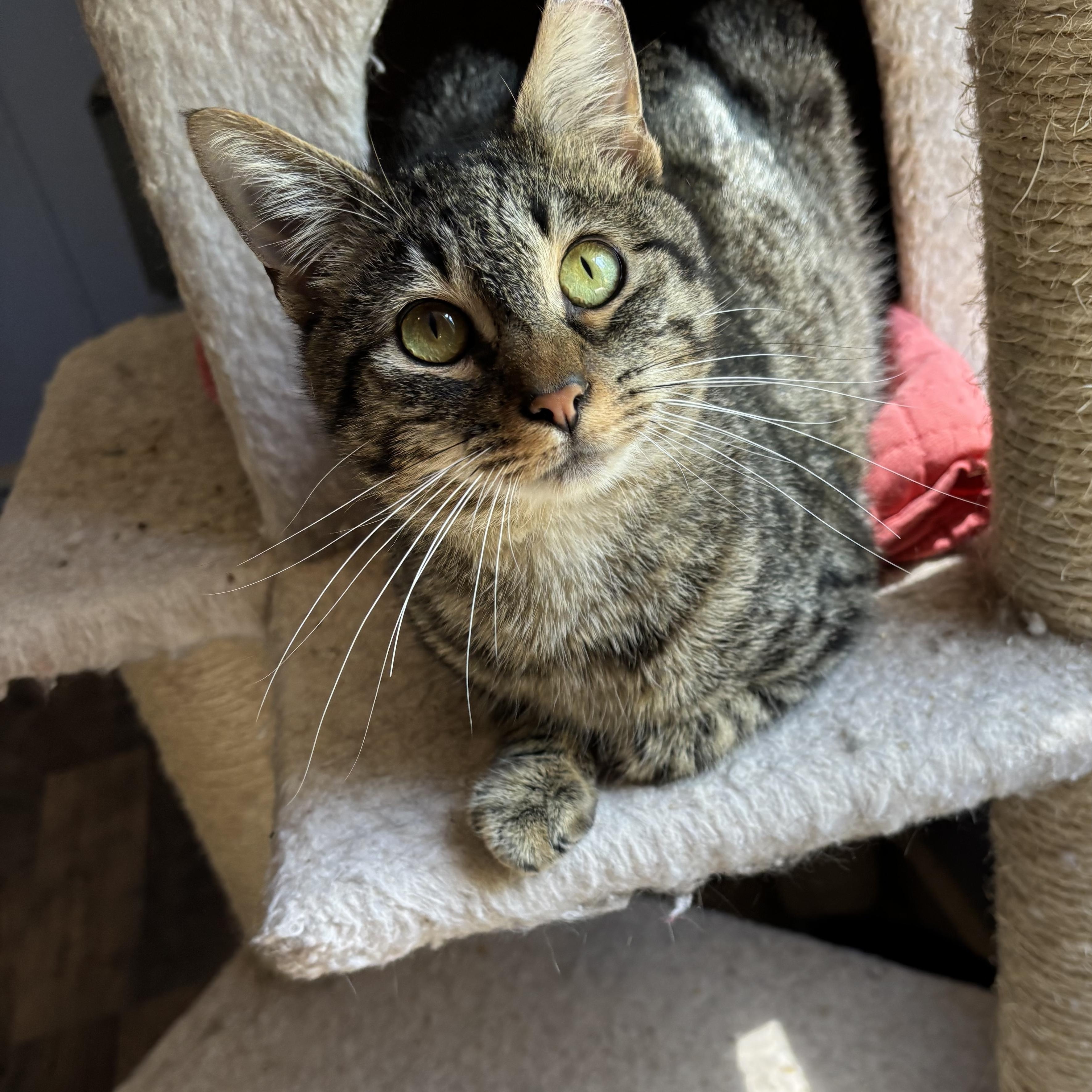Jackson, adopted, Young Male Domestic Short Hair.