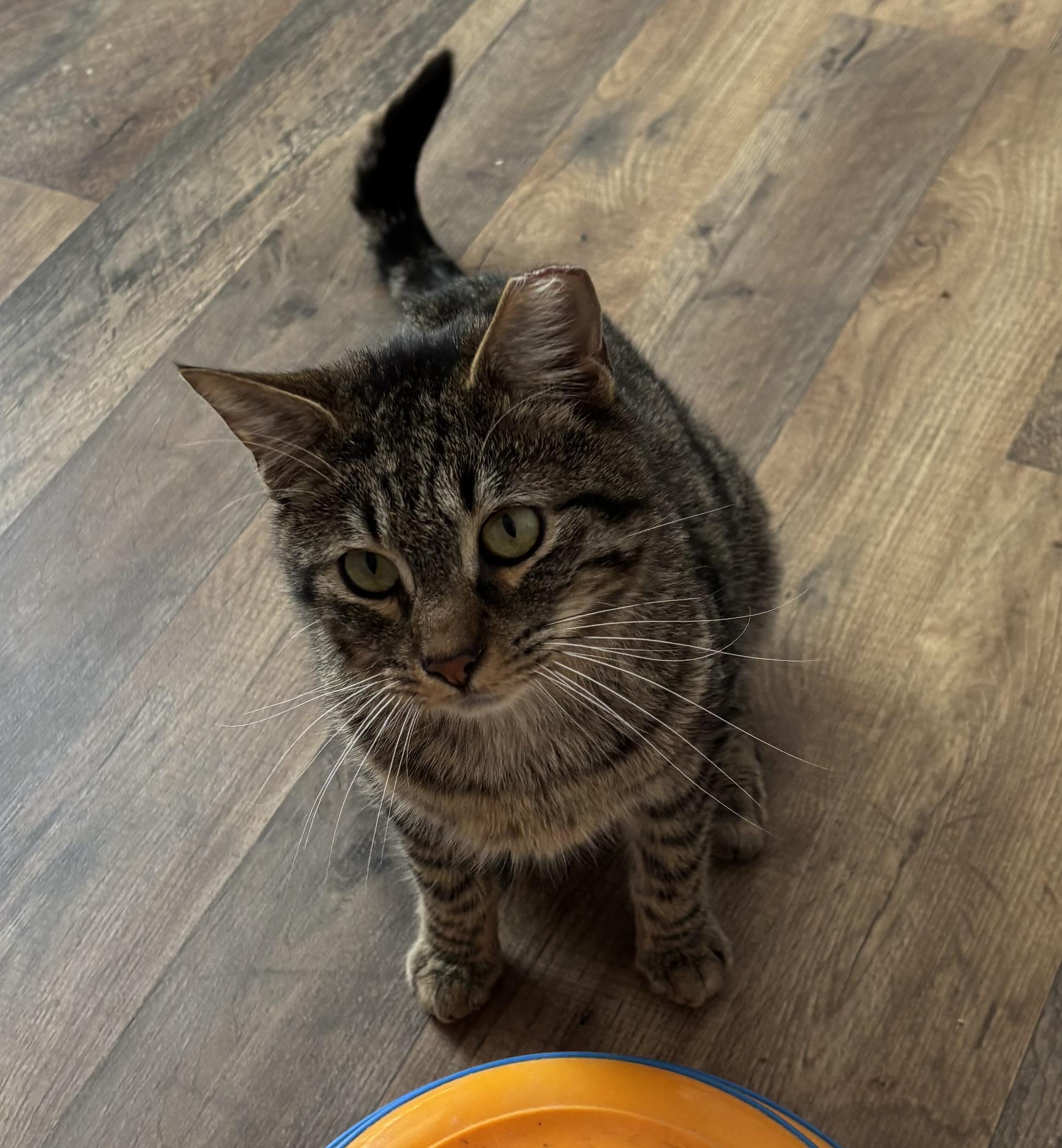 Jackson, an adopted Domestic Short Hair in Anderson , SC image 3/4