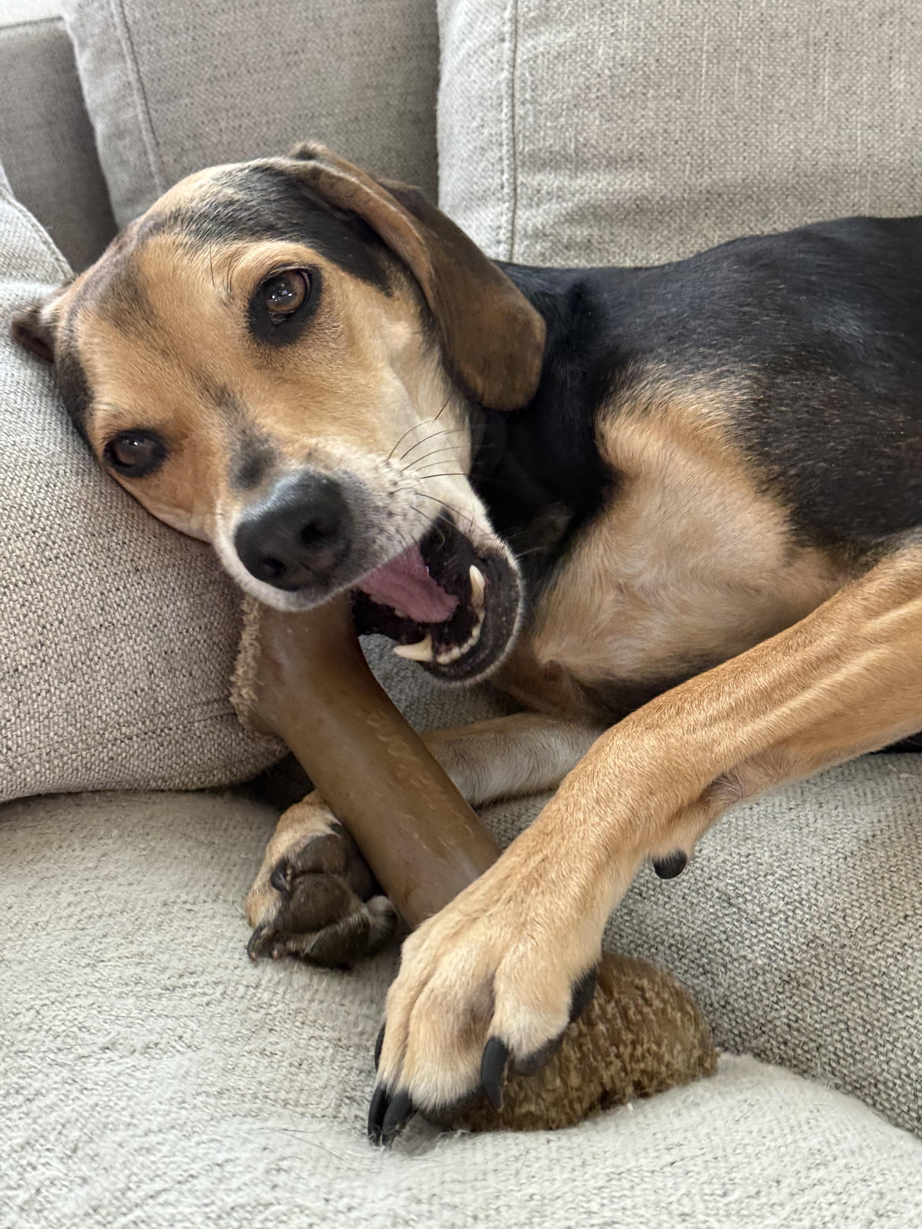 Harper, a Adoptable mixed breed in Jeffersonville, IN image 2/5