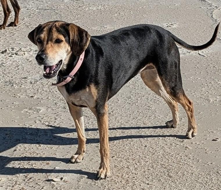 Harper, a Adoptable mixed breed in Jeffersonville, IN image 3/5