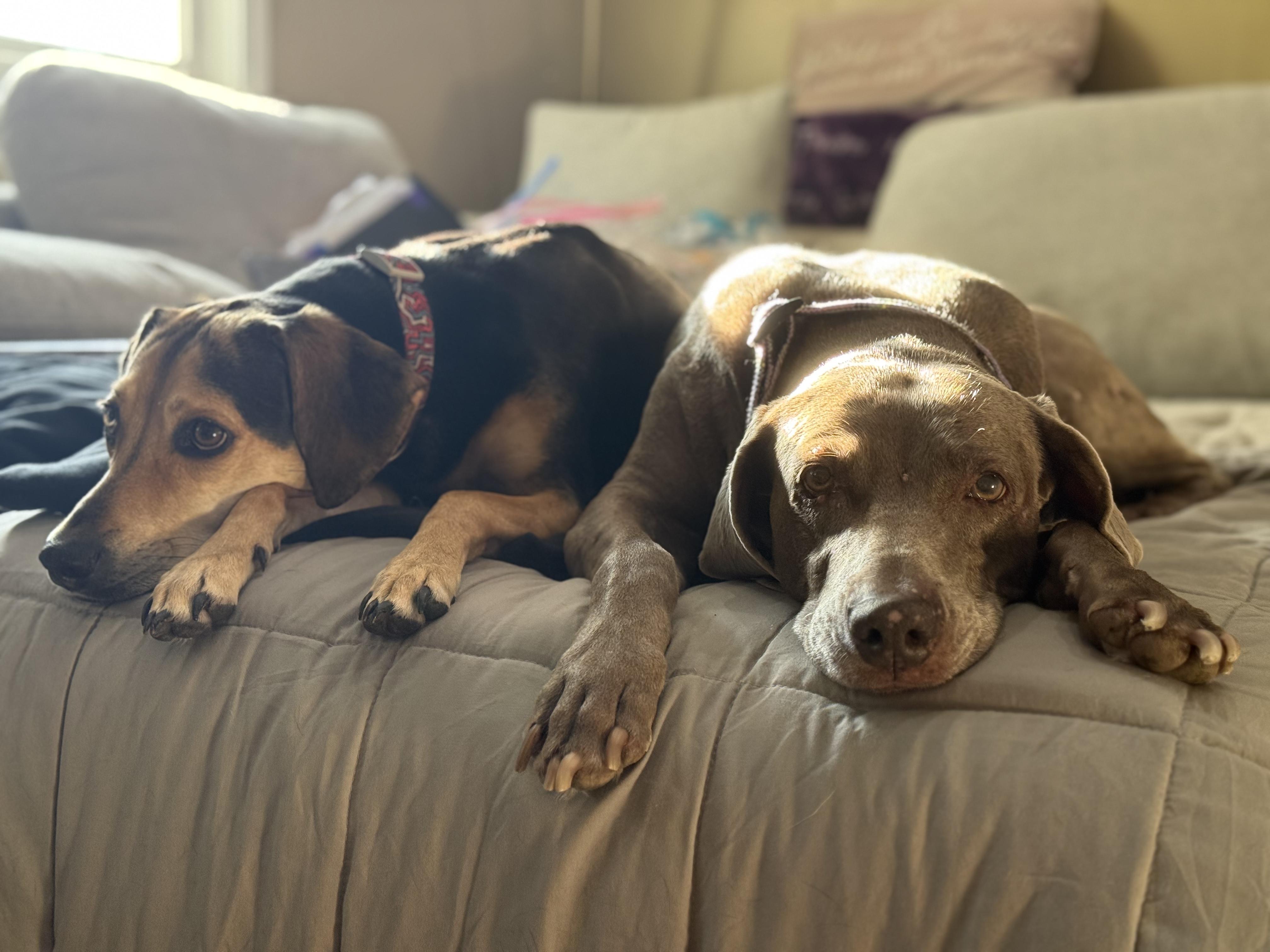 Harper, a Adoptable mixed breed in Jeffersonville, IN image 5/5