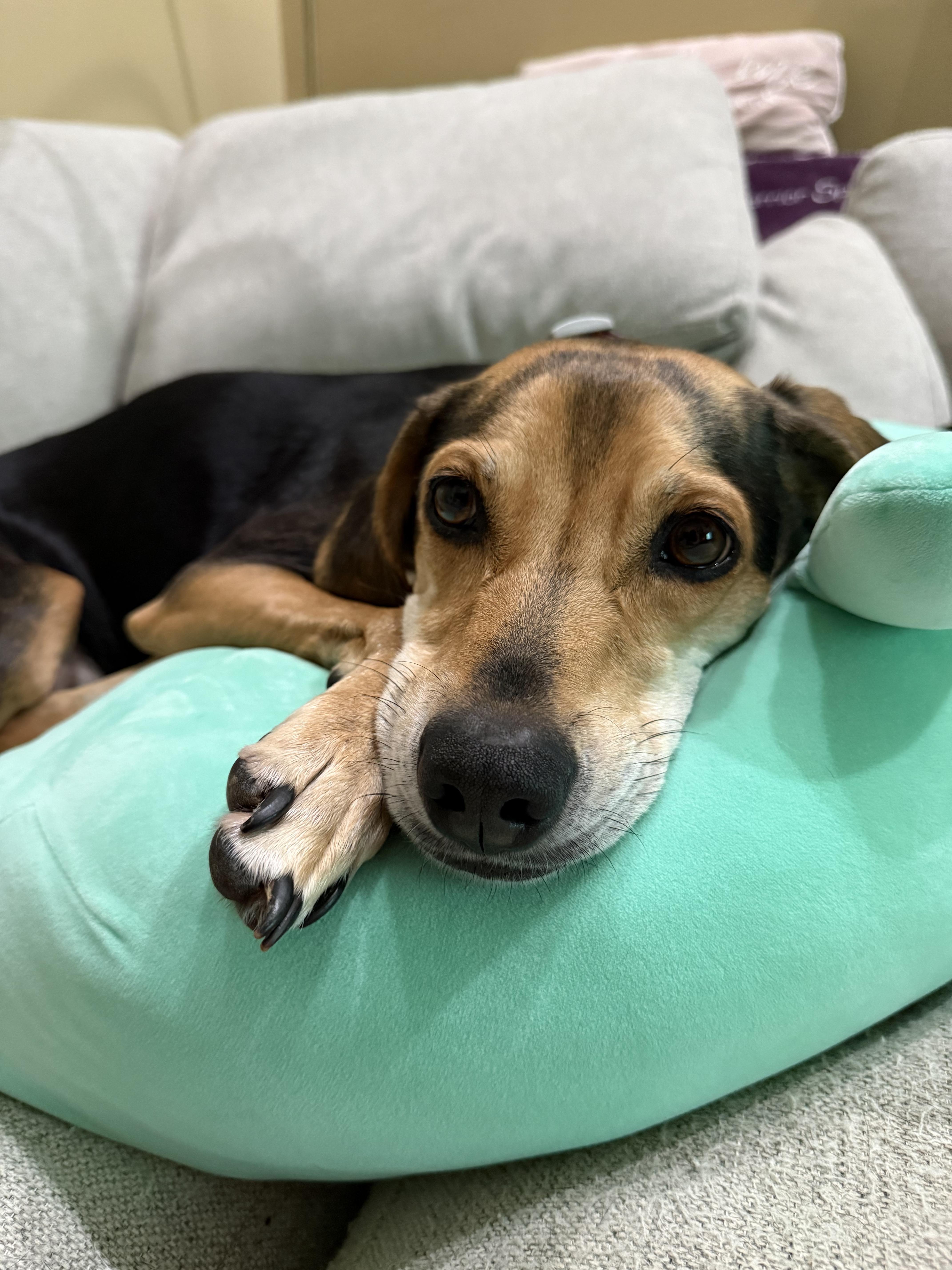 Enlarge Harper, a Adoptable mixed breed in Jeffersonville, IN image 2/4