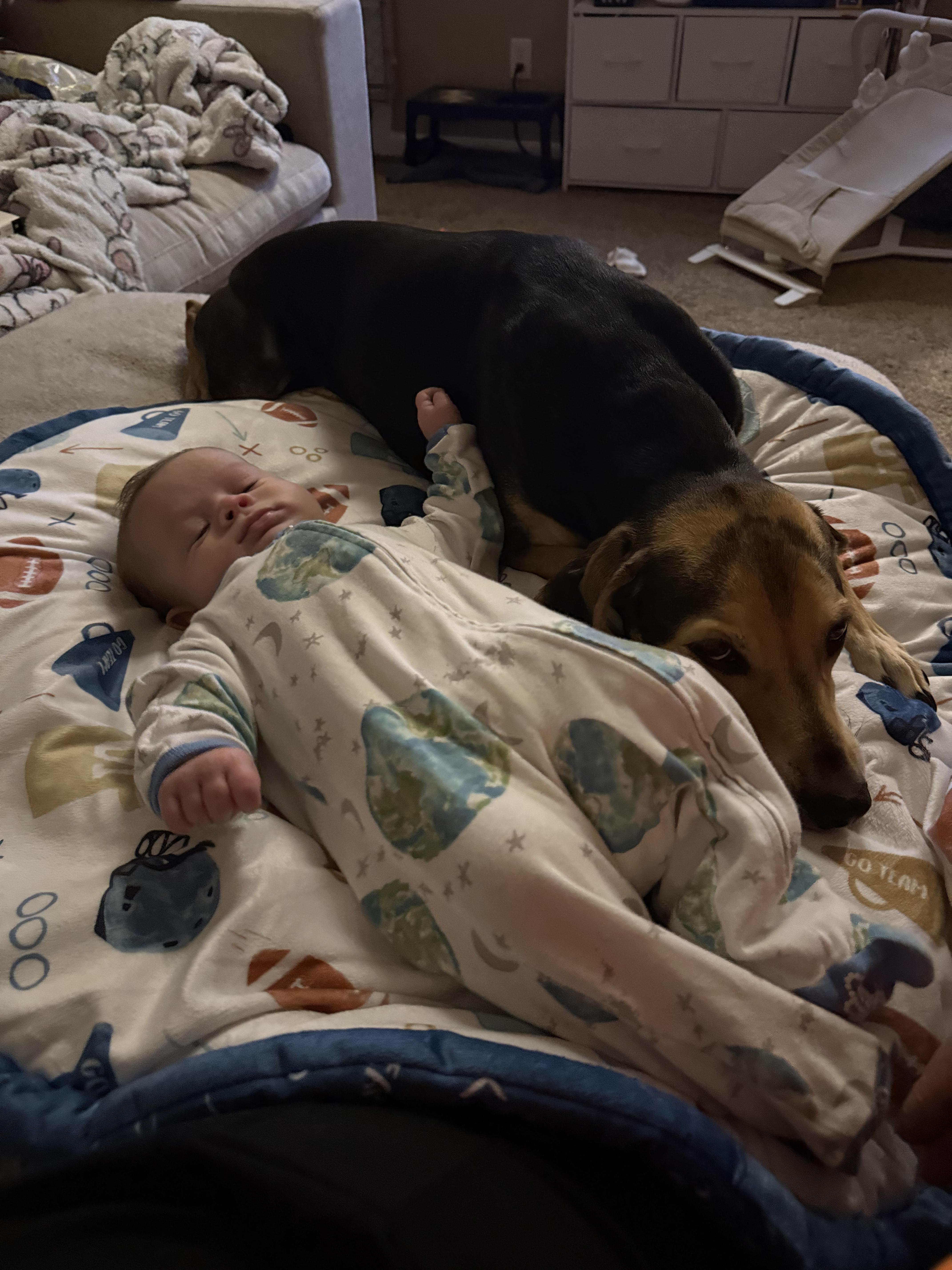 Harper, a Adoptable mixed breed in Jeffersonville, IN image 4/5