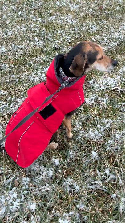 Enlarge Harper, a Adoptable mixed breed in Jeffersonville, IN video 4/4