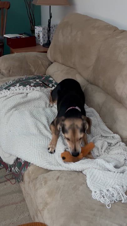 Enlarge Harper, a Adoptable mixed breed in Jeffersonville, IN video 3/4