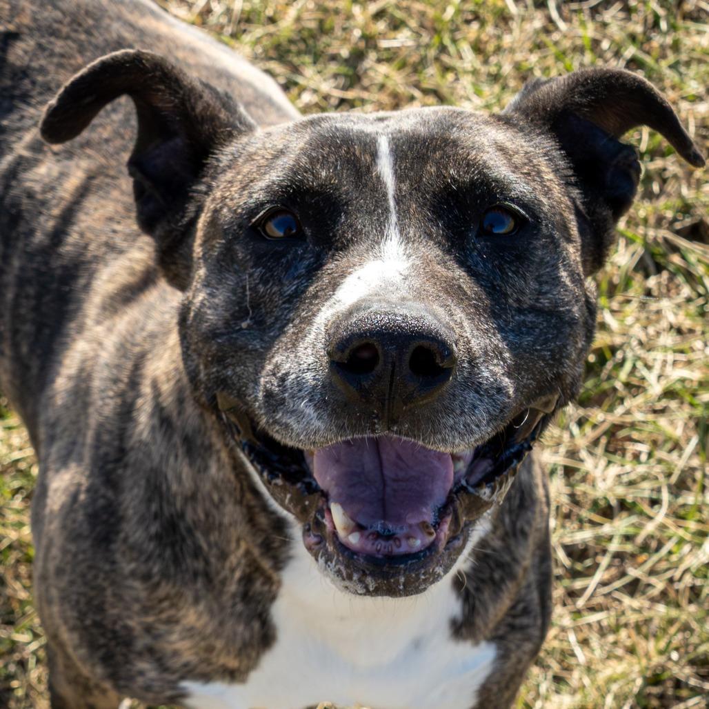 Enlarge Rosie, a Adoptable Pit Bull Terrier in Emporia, KS image 1/6