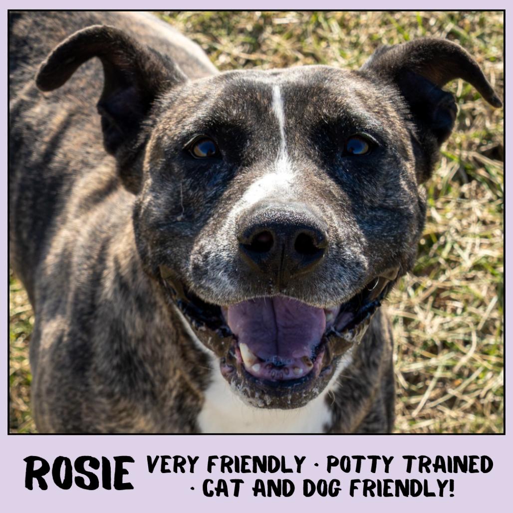 Enlarge Rosie, a Adoptable Pit Bull Terrier in Emporia, KS image 2/6