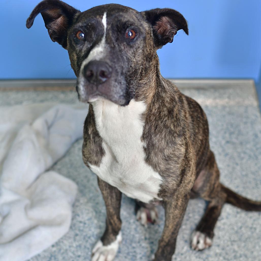 Rosie, Adoptable, Adult Female Pit Bull Terrier.