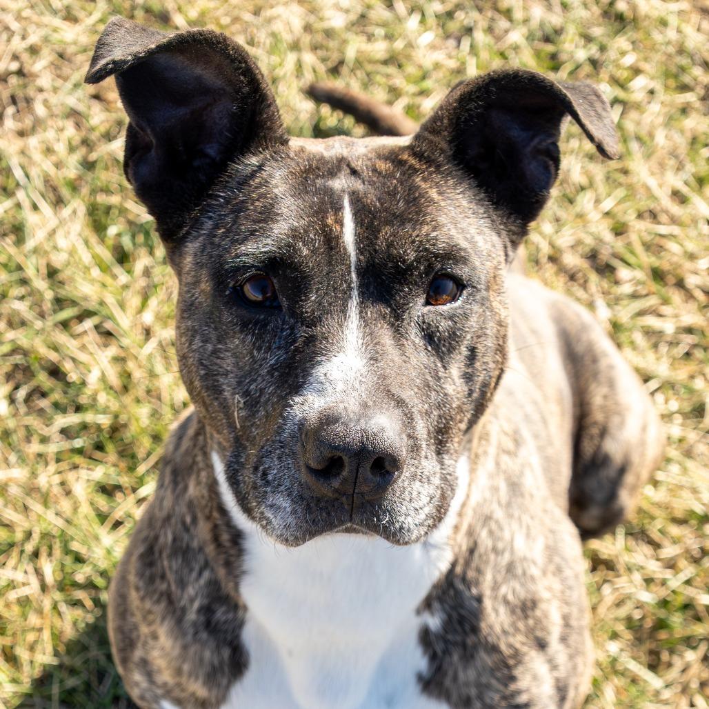 Enlarge Rosie, a Adoptable Pit Bull Terrier in Emporia, KS image 5/6