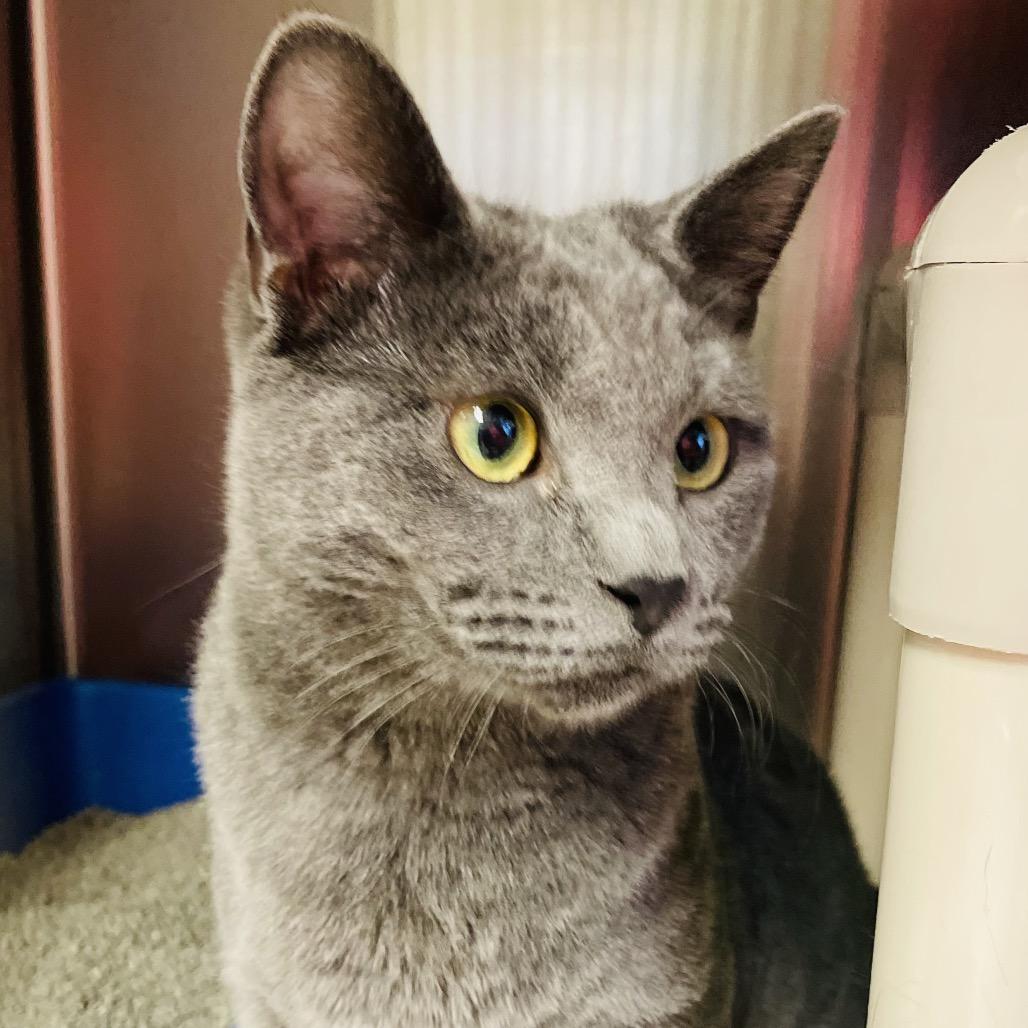 Olivia bonded w/ Olive, Adoptable, Young Female Domestic Short Hair.