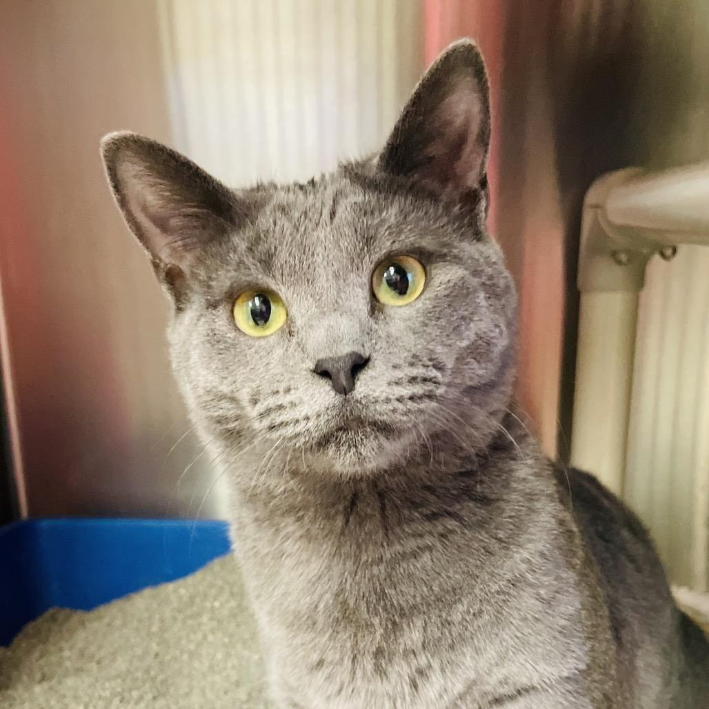 Enlarge Olivia bonded w/ Olive, a Adoptable Domestic Short Hair in Columbia Station, OH image 2/6